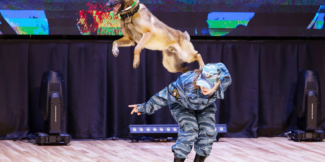 Даже собаки играют в КВН!