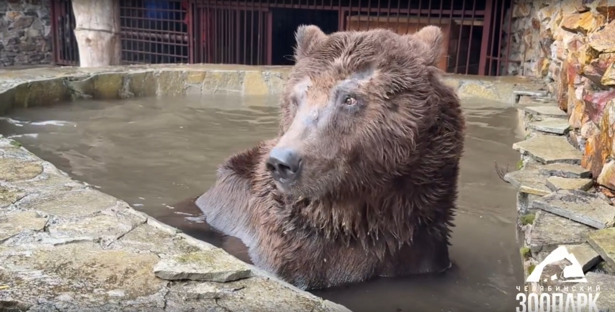 Фото: кадр из видео / Челябинский зоопарк / vk.com