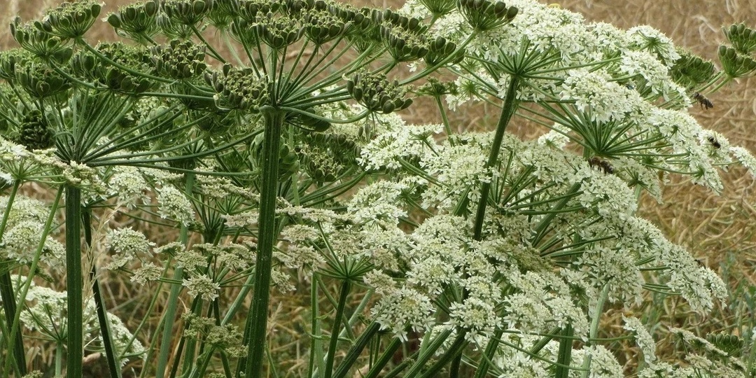 «Растение-иноагент»: есть ли польза от борщевика?