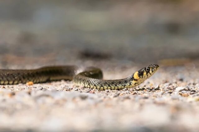    К чему снится уж?