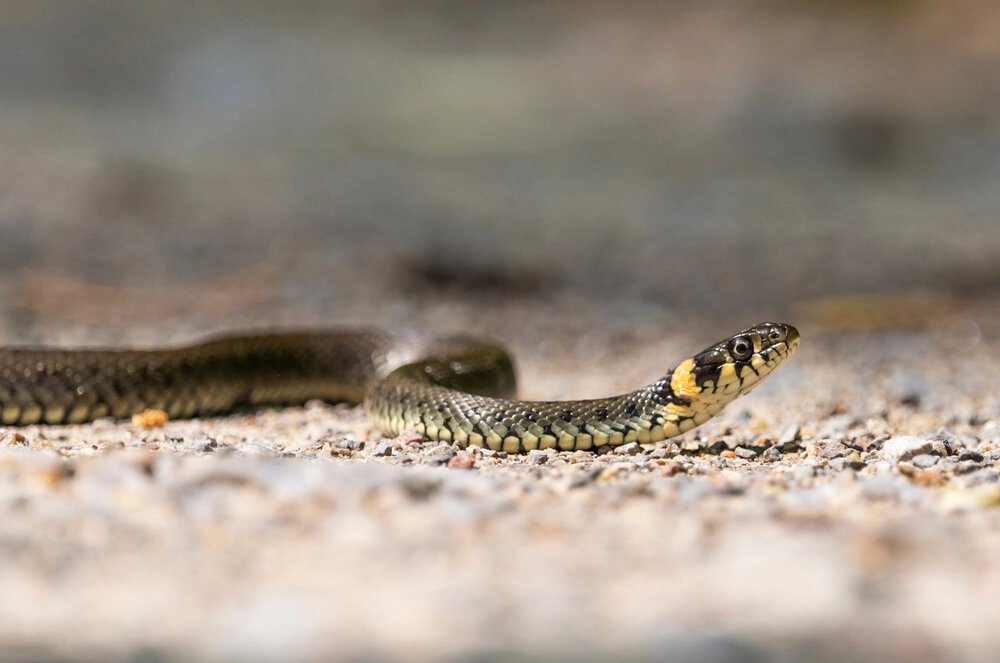    Уж. Фото: istockphoto.com