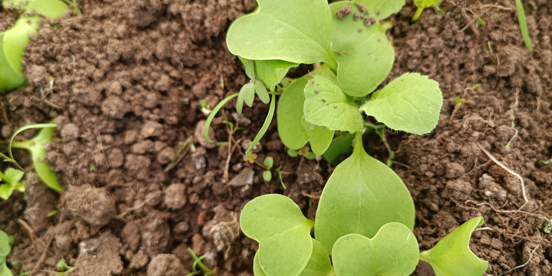 Что сеем в апреле: в огороде, в теплице и на рассаду дома