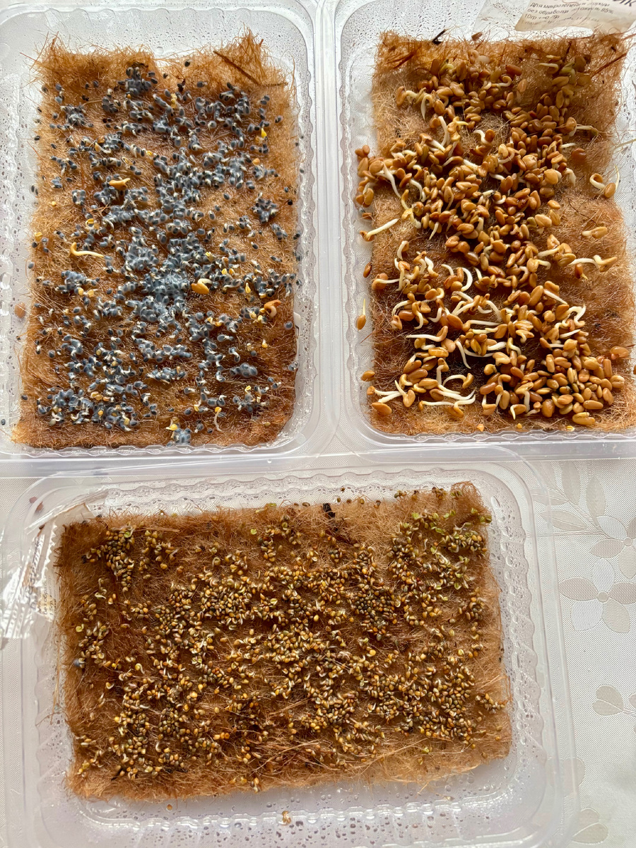 У всех ростки 🌱 появились 