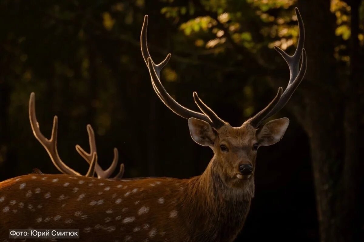    Нацпарк «Земля леопарда» сообщил о росте численности пятнистых оленей