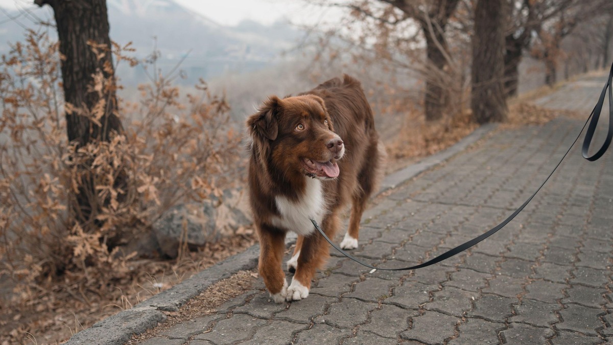    К озелененным территориям, где действуют правила, относятся парки, сады и бульвары