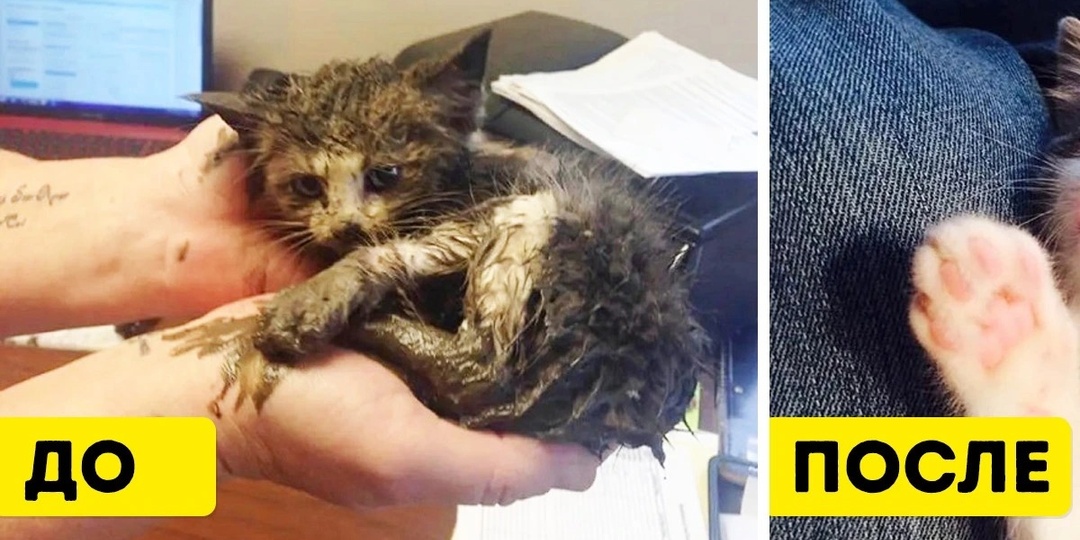 19 животных, которые изменились до неузнаваемости, когда наконец-то обрели дом