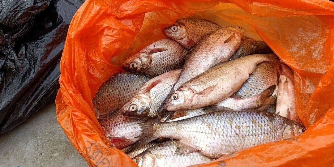 На астраханских рынках торгуют свежевыловленной воблой