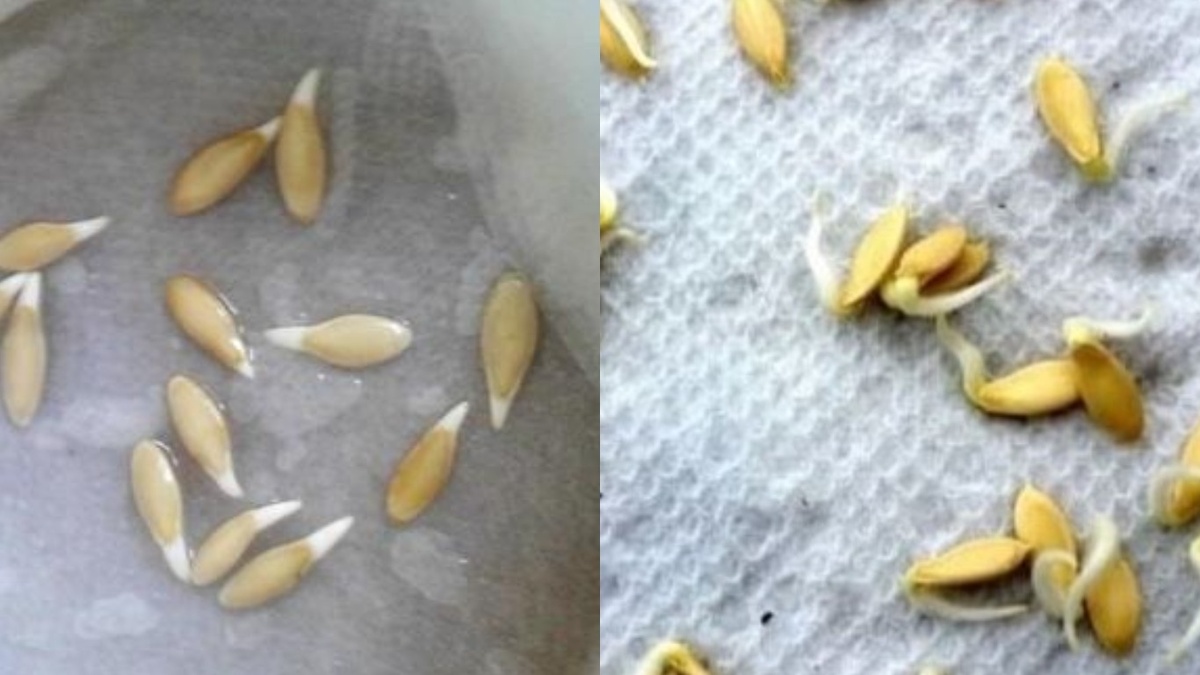 Проращивал семена на ткани — корешок всегда выходит из острого конца, семядоли разворачиваются боком