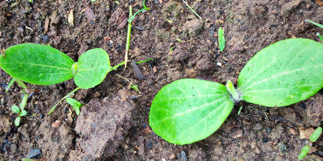 Правильный посев тыквы: наконец разобрался с 3 ошибками