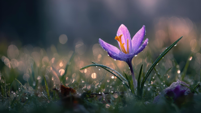 Фото: https://ru.freepik.com/free-photo/purple-crocus-flower-with-morning-dew_426972379.htm#