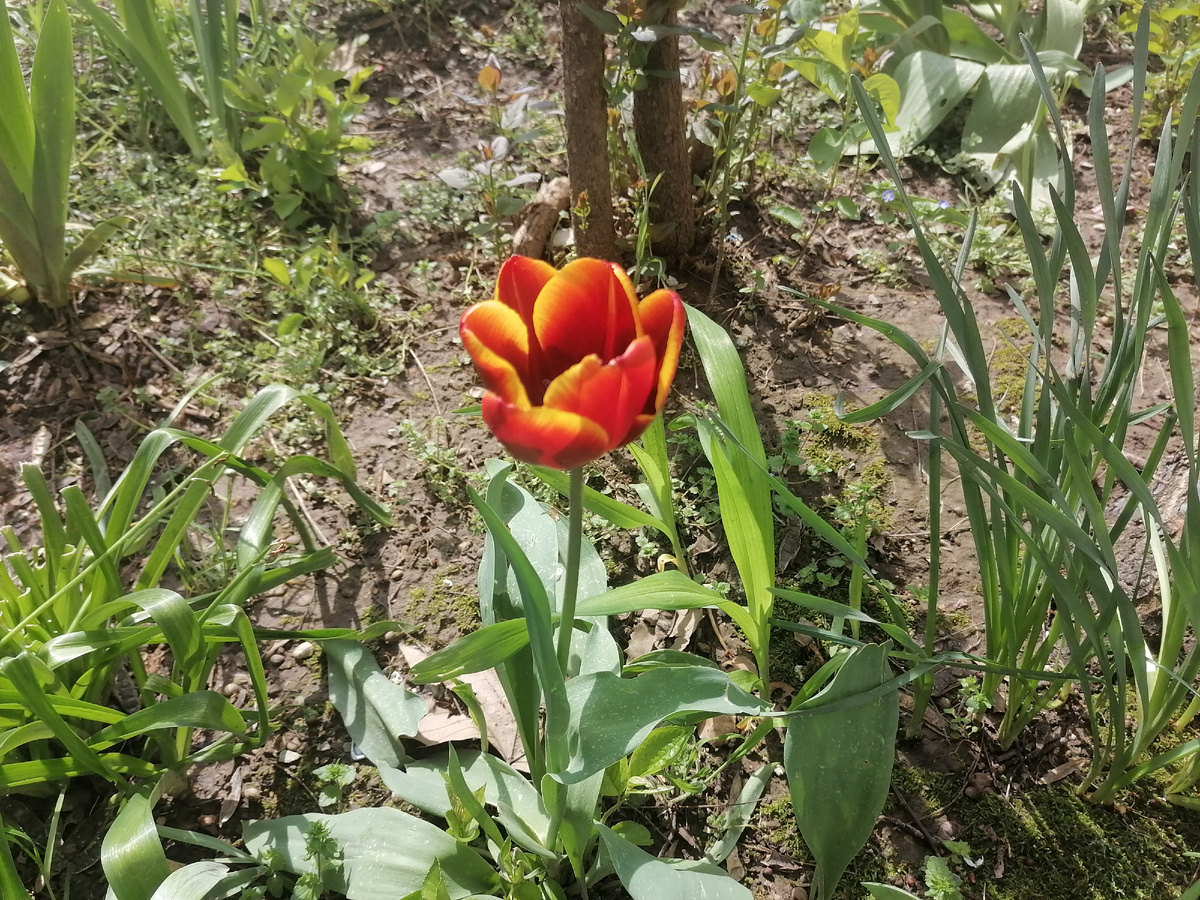 Ещё один тюльпан у подъезда 