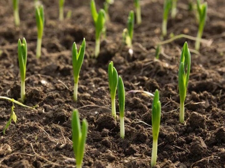 Секрет гигантских головок чеснока: 3 весенние подкормки, которые работают на 100%