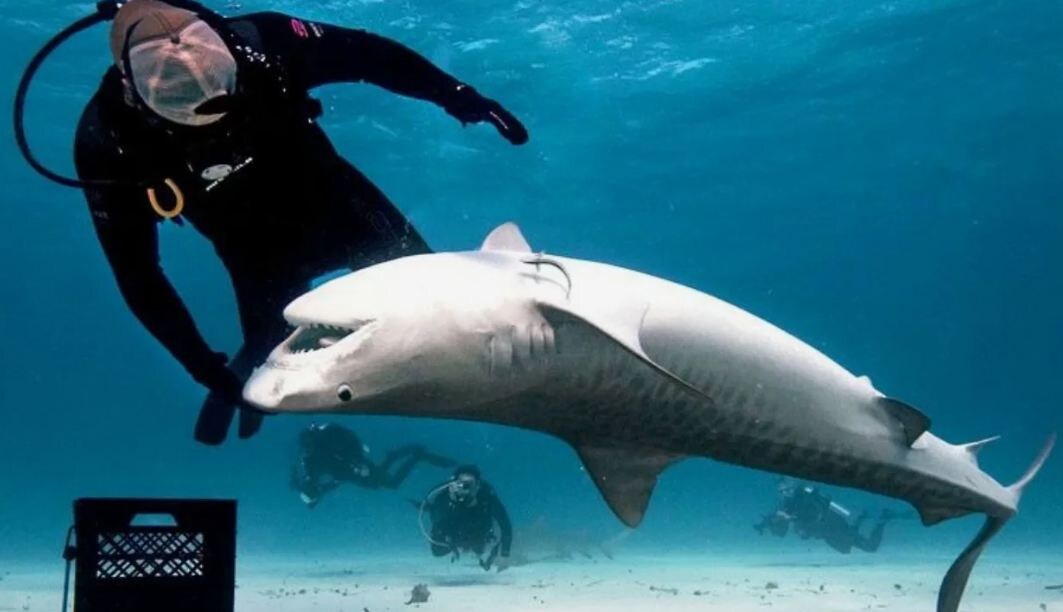 Водолаз перевернул акулу брюхом вверх. Хищник замер — тоническая неподвижность сработала