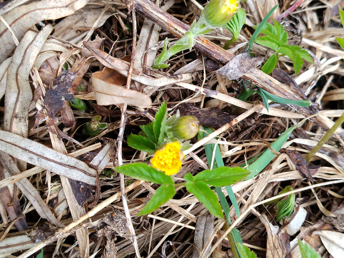 Просыпается мать-и-мачеха по всему участку