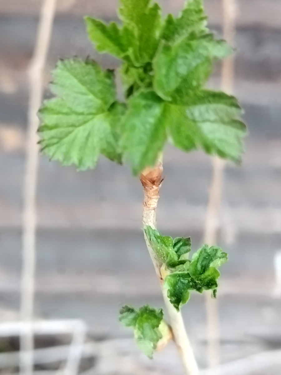 Малинке тоже не терпится