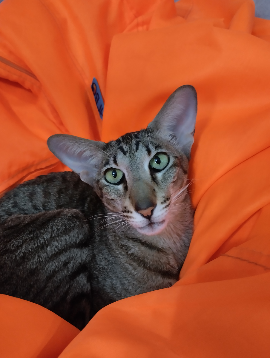 Мой котопёс 