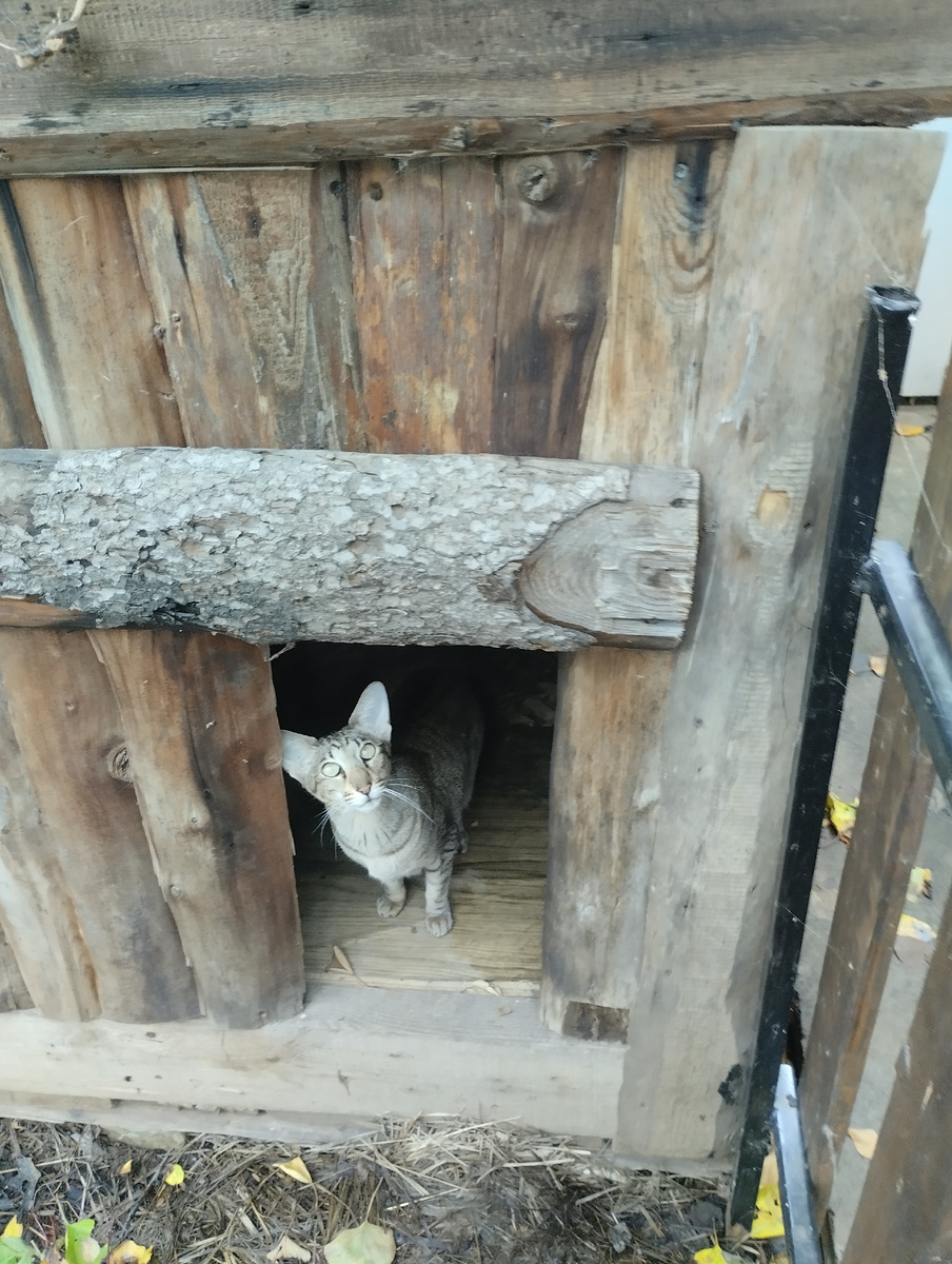 Ася серо- черный риелтор 😁 выгнала собаку из будки 