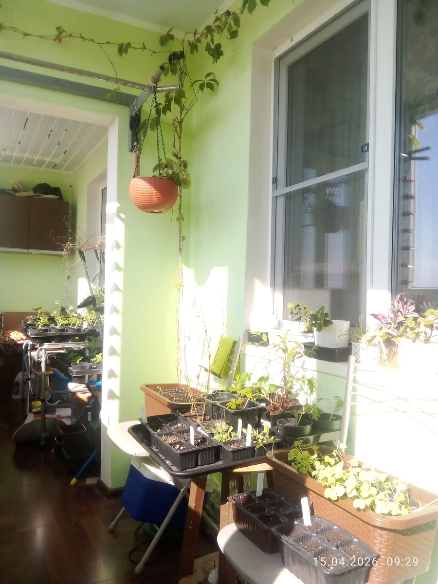 В статье все фото авторские. Лоджия💚