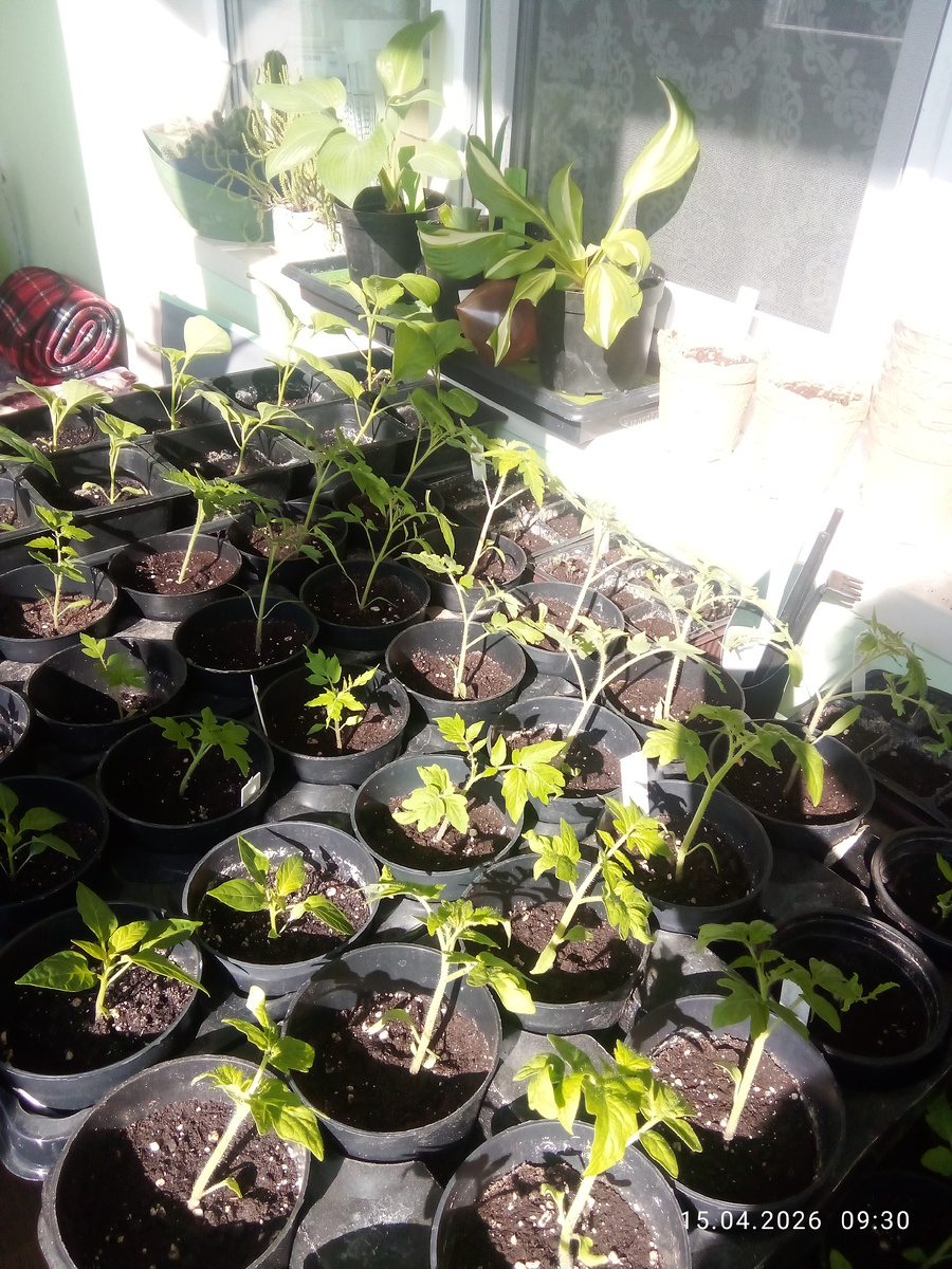 Помидорка "колосится"😁