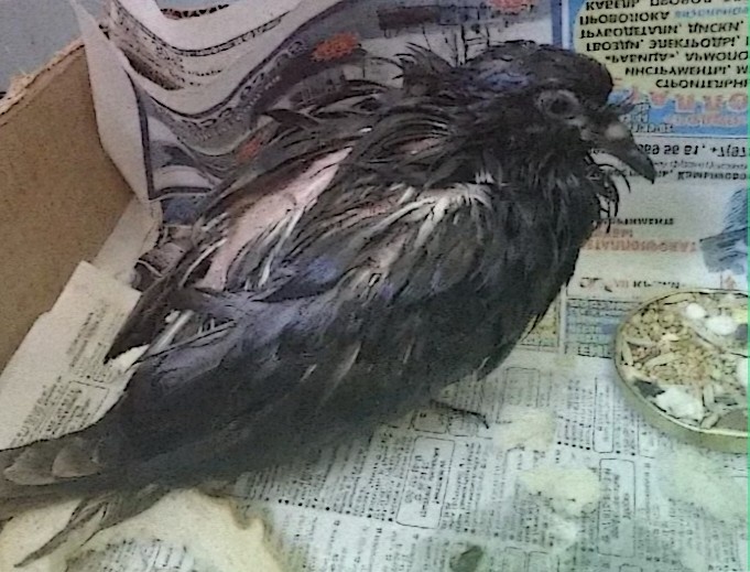 Можно ли заболеть орнитозом: узнайте правду о птичьей болезни