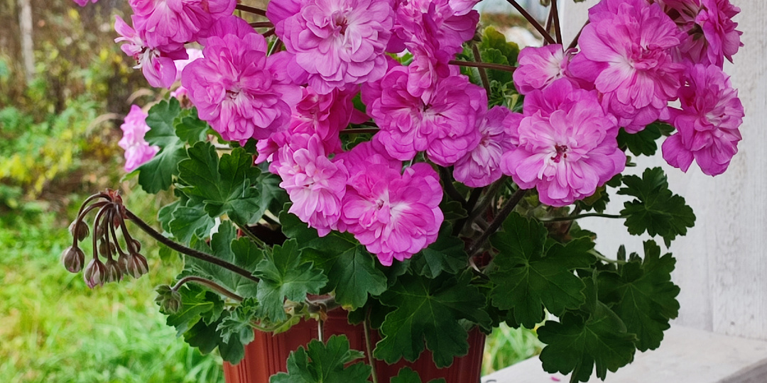 Моя коллекция пеларгоний. ИВ На Прекрасном Голубом Дунае.