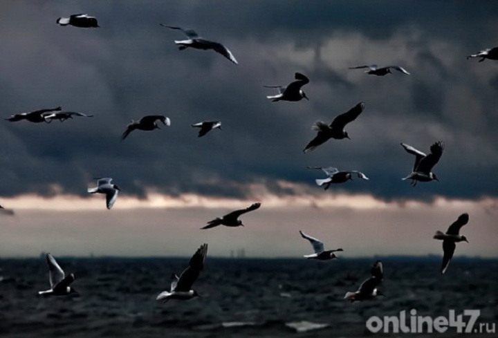 фото: Валентин Илюшин/Online47