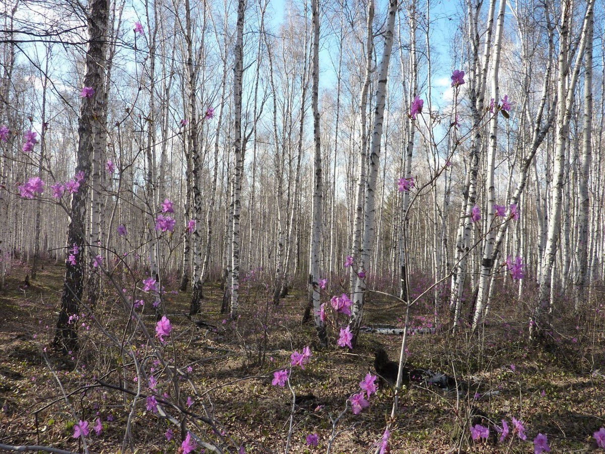 Багульник.