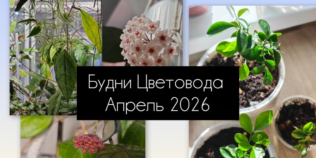 Очередная блокировка впн парализует работу каналов