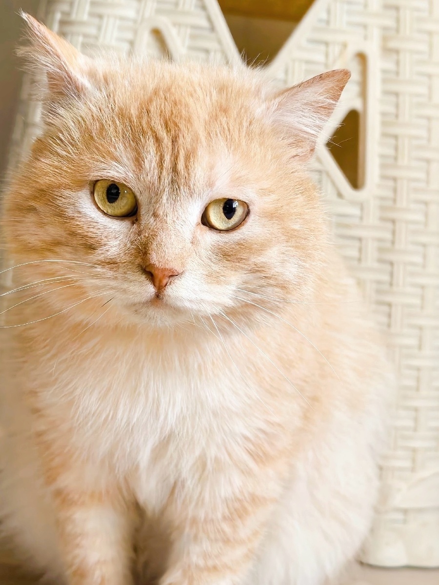 Пышная, мягкая булочка.