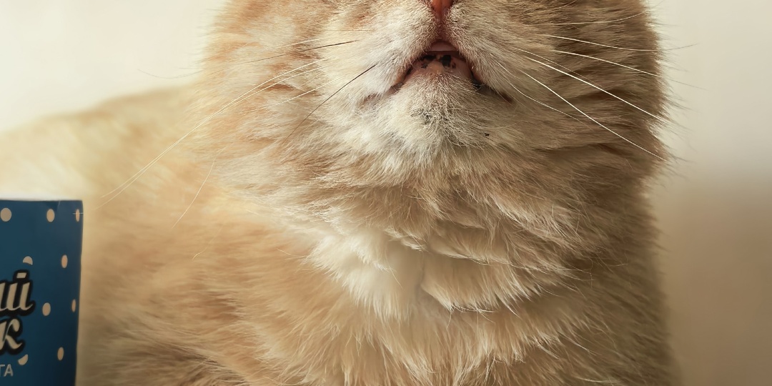 Откуда взялся Персиковый кот?