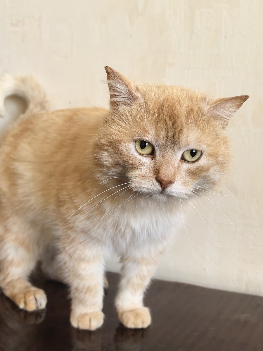 А эти лапы в кремовую полоску...