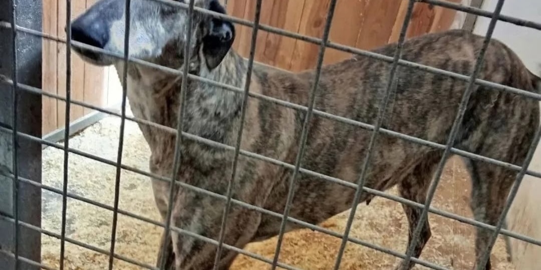 Борзая в отлове.