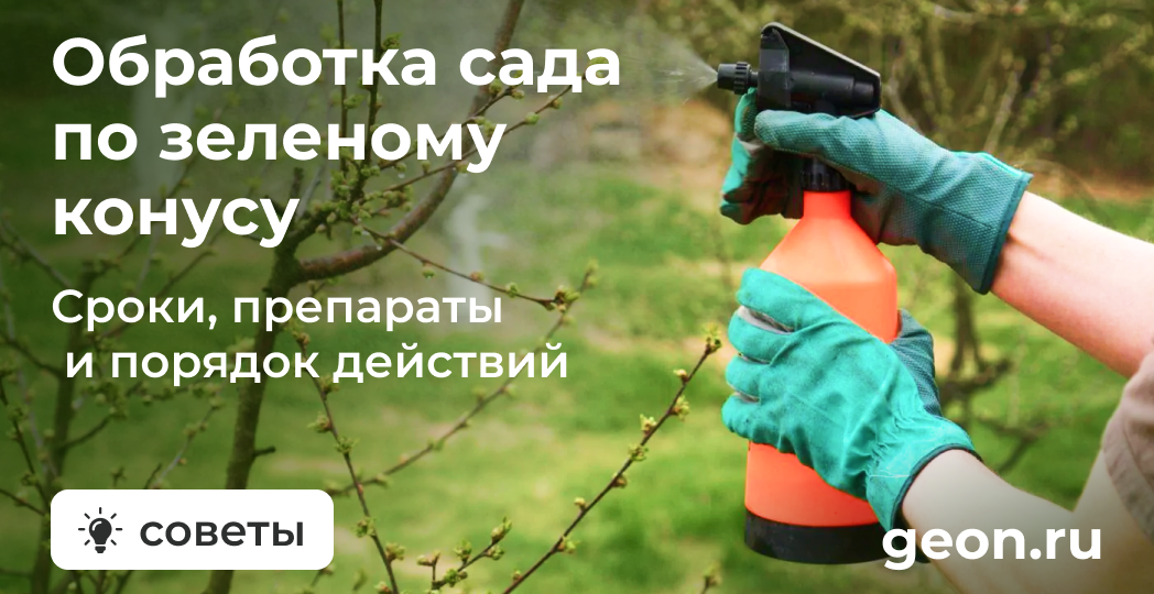 Обработка сада по зелёному конусу: делайте это сейчас или потеряете всё!