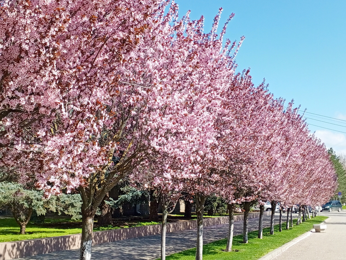 Фото автора.