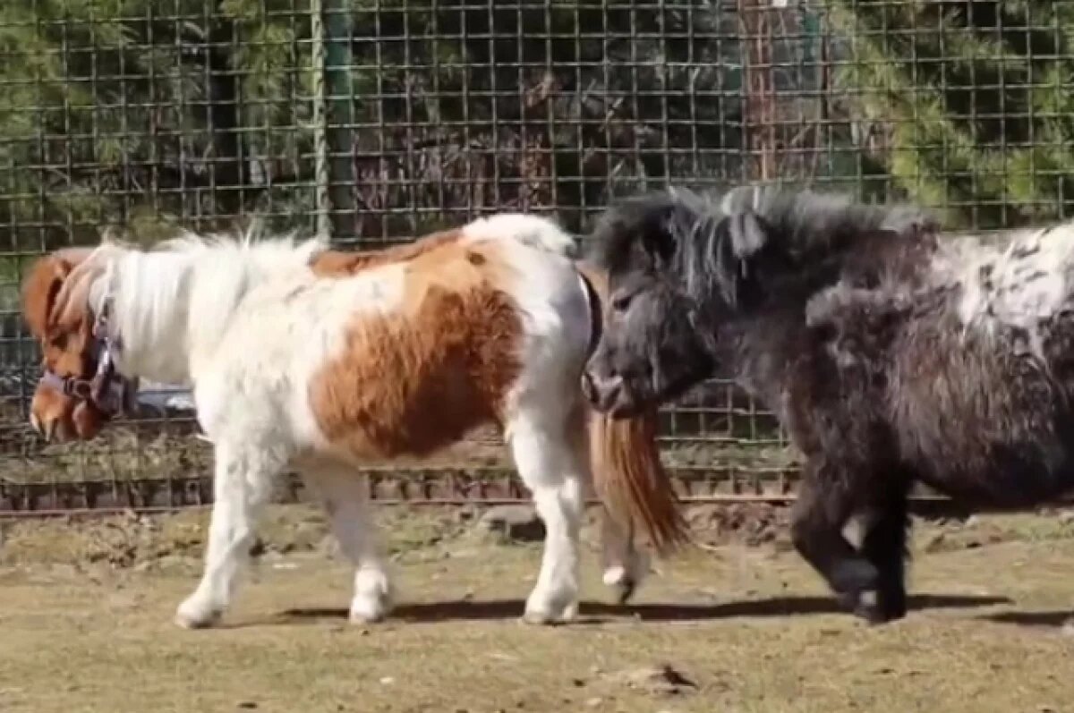    Лошадка Кнопа больше не скучает одна