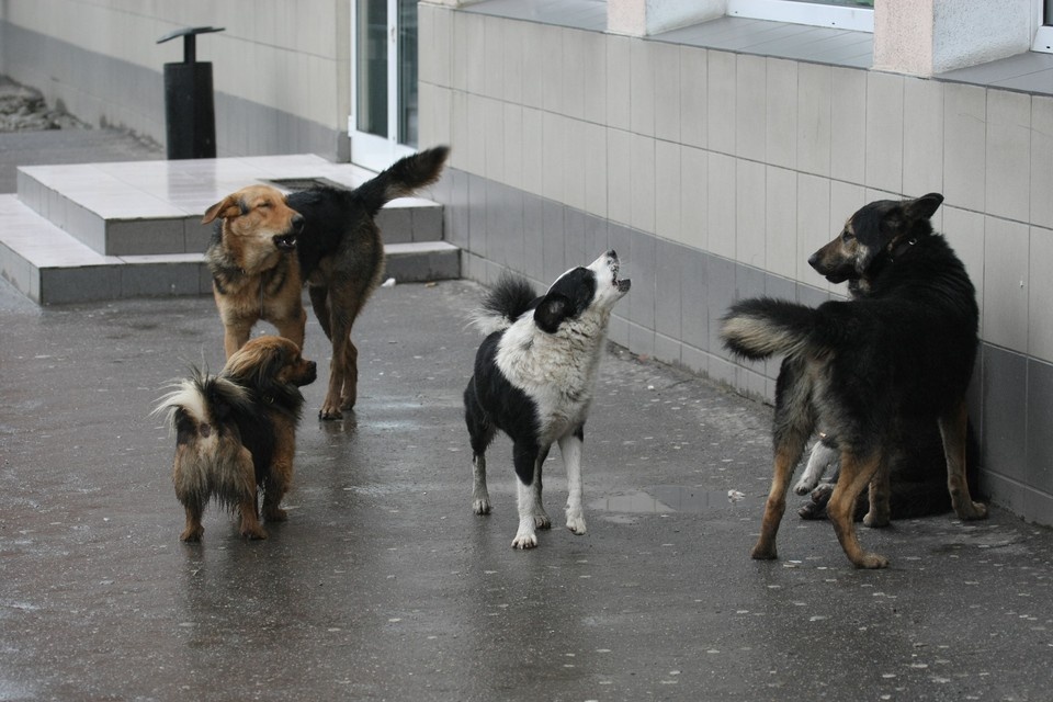    В Иркутской области разрешат усыплять агрессивных бездомных собак. Виктор ГУСЕЙНОВ