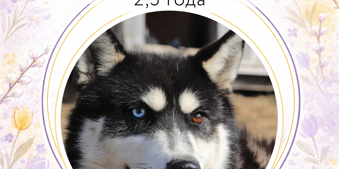 Гав-гав, хотим домой!