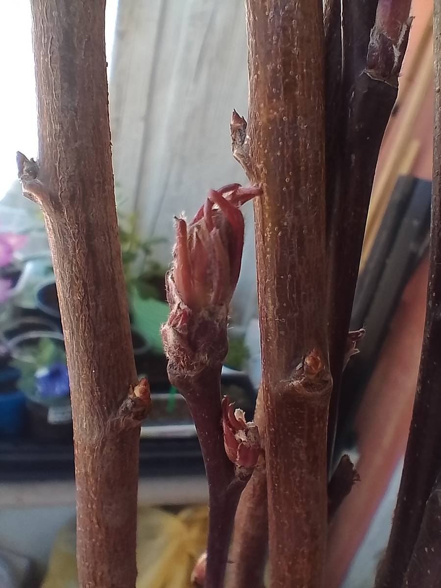 В этом пучке вичек тонкие и темные - яблоньки. Потолще и посветлее - ветки шарафуги.