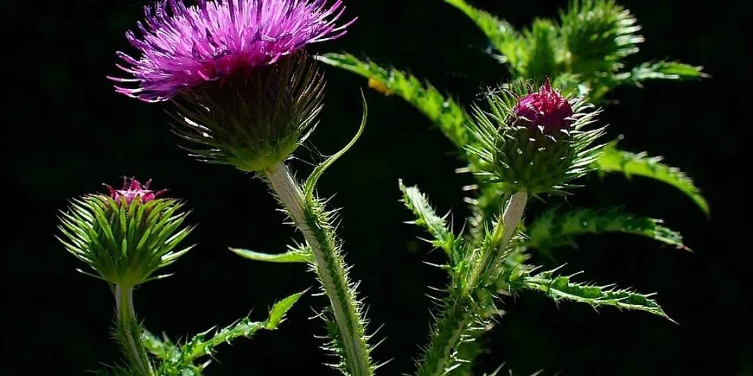 МАГИЯ КАМНЕЙ И ТРАВ: Чертополох