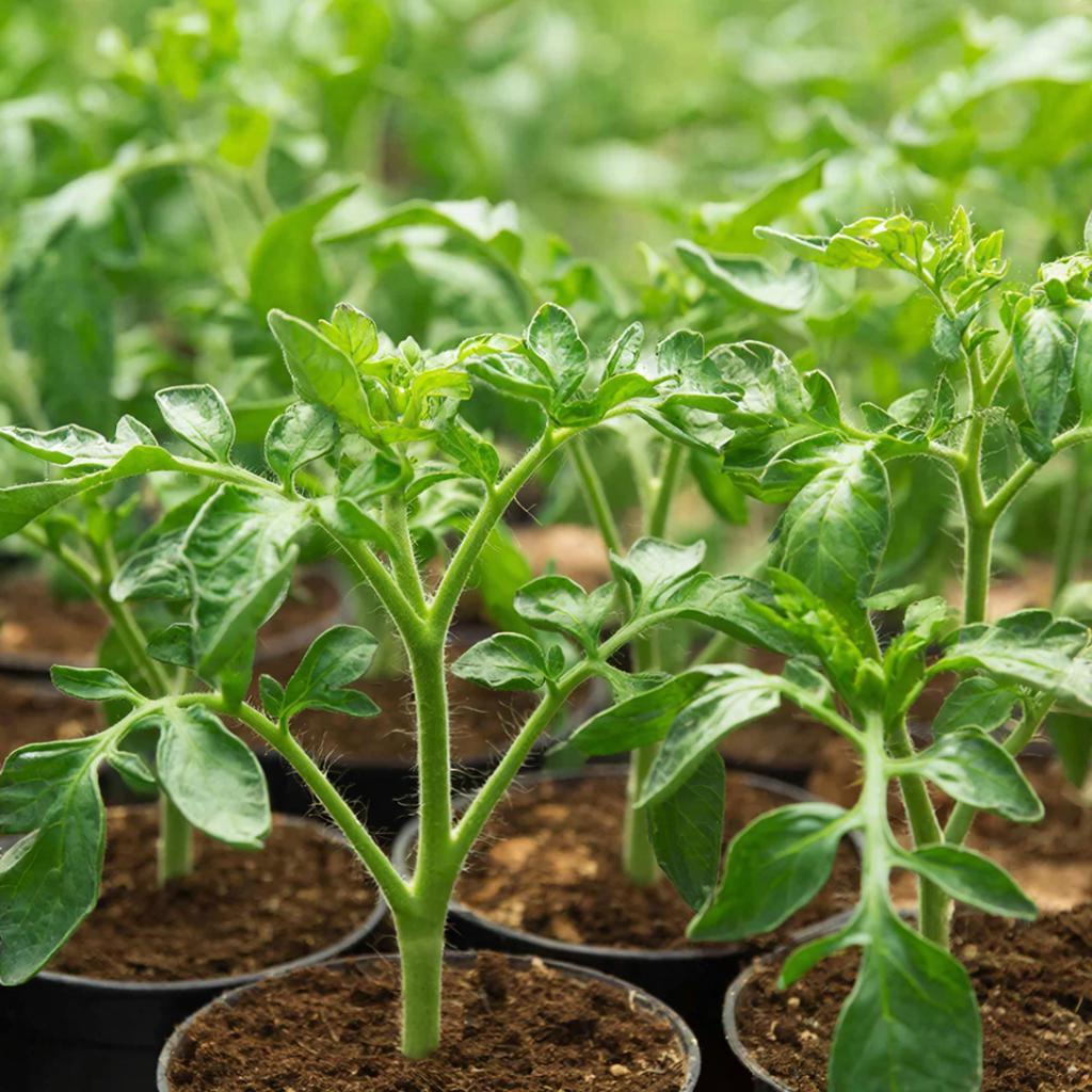 рассада помидор