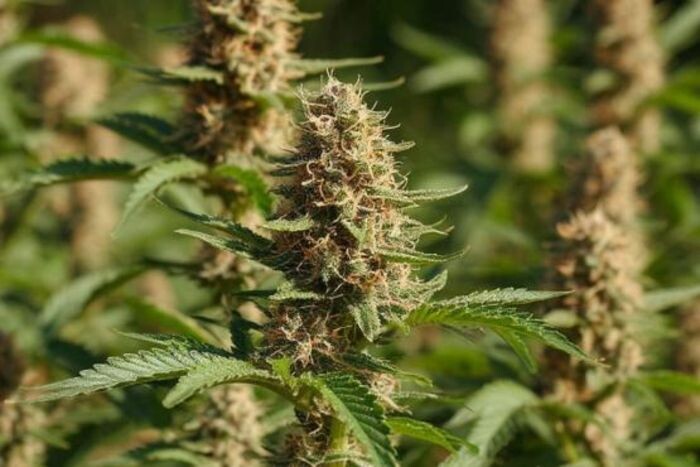 Иллюстрация: сгенерировано нейросетью