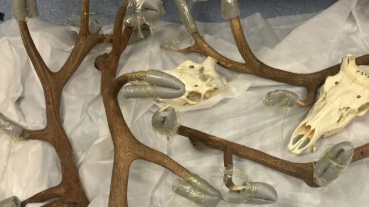    Источник: vm.ru/ Екатерина Авдеева