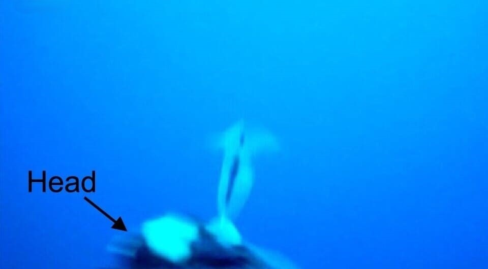   Hina T. Watanabe et al. / Marine Biology, 2026