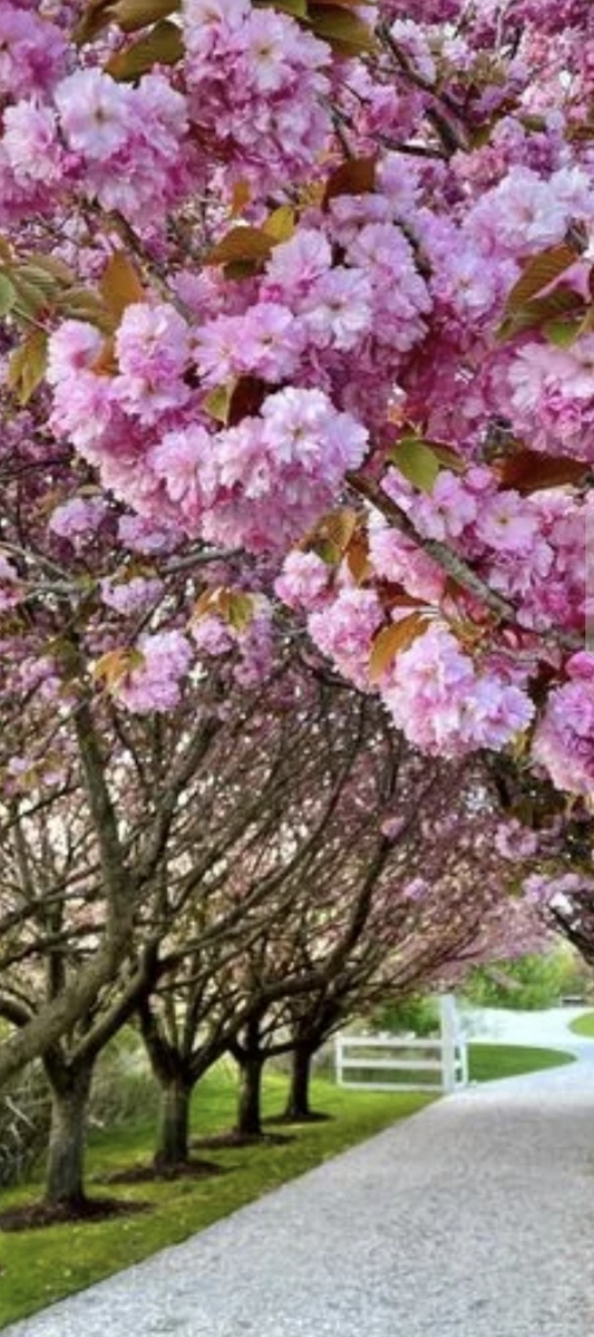 Весна! Чудесное время года! Деревья в цвету. Фото из открытых источников.