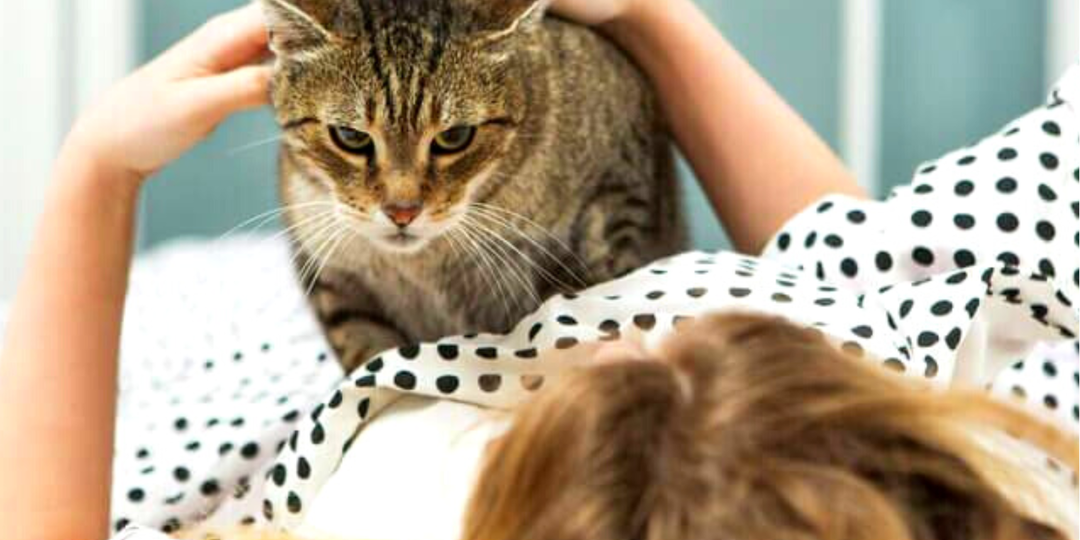 🐱Как мы, коты, узнаём, что хозяин болеет? Рассказ усатого лекаря