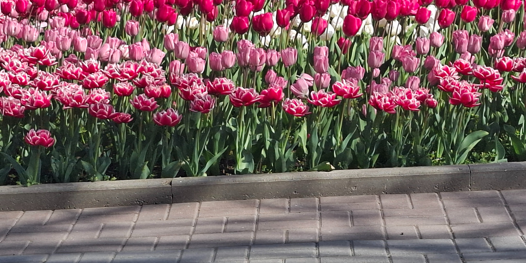 Глава 1570. Все идут своим путем