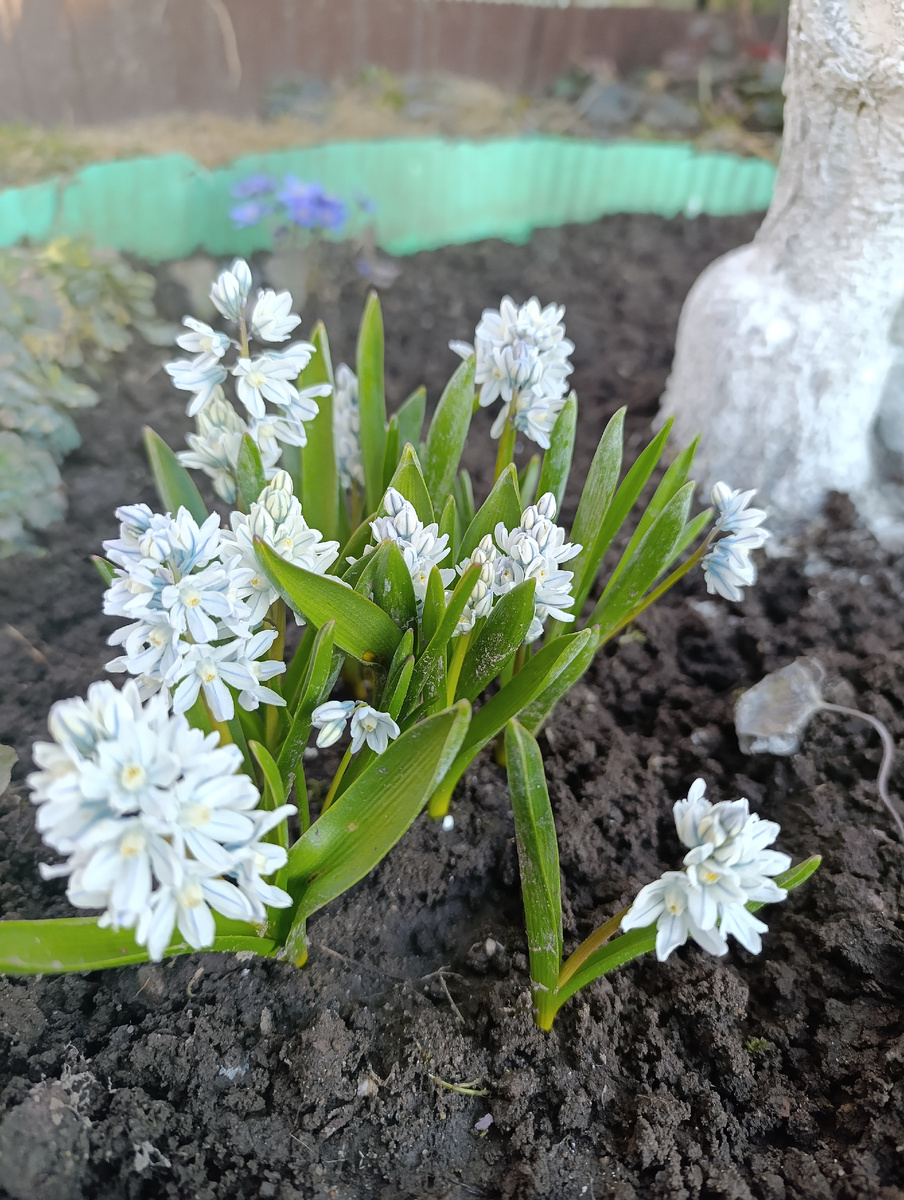 Тоже подснежник )