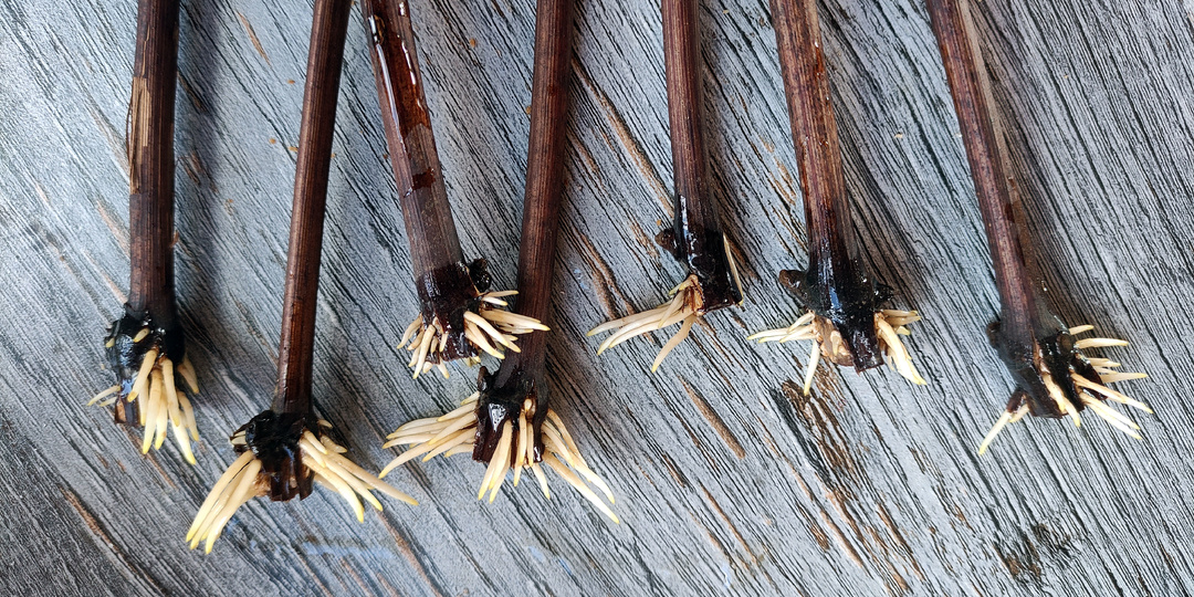 Как спасти погибающий черенок винорграда, давший корешки, при пересадке в стаканчик с грунтом