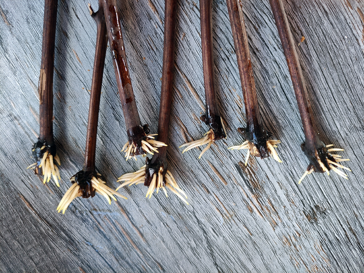 Примерно такие или чуть меньшие корешки должны быть при пересадке в стаканчик с грунтом