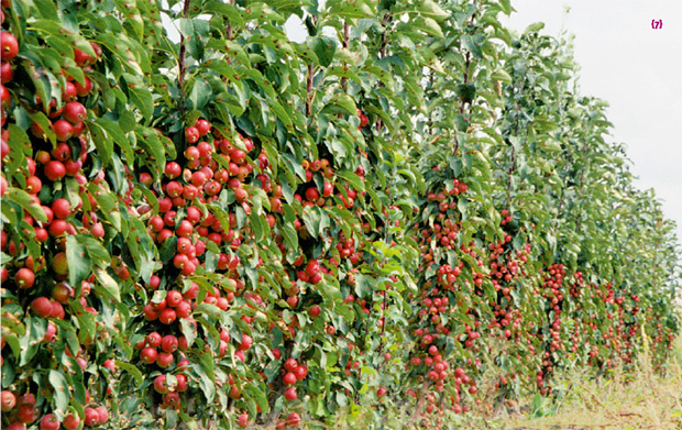 Колоновидные плодовые. Есть ли в них толк?